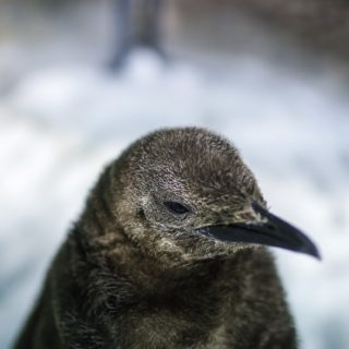 Η Maru η θηλύκια βασιλιάς πιγκουίνος