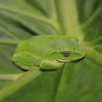 Μύκητας-δολοφόνος έχει εξαφανίσει 90 είδη αμφιβίων σε 50 χρόνια