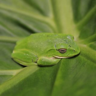 Ο βάτραχος Rhacophorus moltrechti