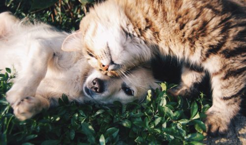 Οι σκύλοι έχουν διπλάσιους εγκεφαλικούς νευρώνες από τις γάτες, άρα είναι (μάλλον) και πιο έξυπνοι