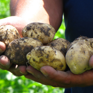 Πατατούλες τρώμε; Πατατούλες Καρπός φροντίδας με καλό σκοπό