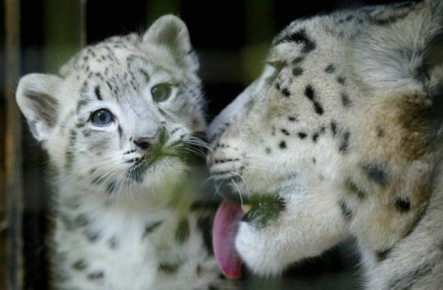 Κίνα: Οι αρμόδιοι του Κέντρου Άγριας Φύσης αναζητούν σύντροφο για μία λεοπάρδαλη του χιονιού