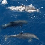 Τα δελφίνια αναγνωρίζουν τον εαυτό τους στον καθρέφτη