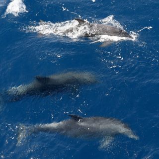 Τα δελφίνια αναγνωρίζουν τον εαυτό τους στον καθρέφτη