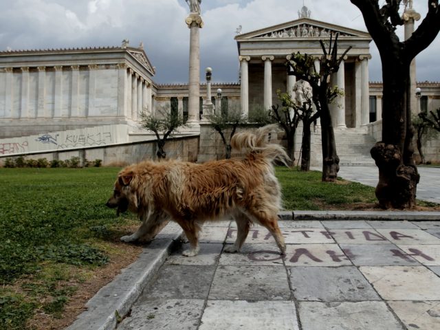 Τι θα συμβεί στ’ αδέσποτα με τον νέο νόμο;