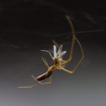 Η επιστήμη μάλλον βρήκε την λύση στο τσίμπημα των κουνουπιών