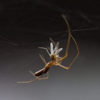 Η επιστήμη μάλλον βρήκε την λύση στο τσίμπημα των κουνουπιών