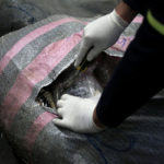 Συνελήφθη στο «Ελ.Βενιζέλος» 52χρονος για εισαγωγή ναρκωτικών