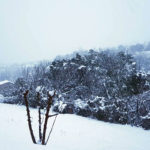 Πυκνή χιονόπτωση αυτή τη στιγμή στο Πήλιο