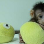 Κίνα: Πιο κοντά στην κλωνοποίηση του ανθρώπου