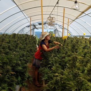 «Η Kάνναβη θα Bγάλει την Ελλάδα απ’ την Kρίση»