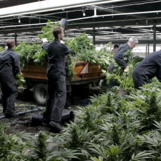 3,7 δισεκατομμύρια ευρώ ξόδεψαν οι Καναδοί το 2017 για την αγορά κάνναβης