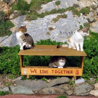 Ο Μανώλης Βορρίσης κάνει τις γάτες του Αιγαίου να ρίχνουν χαρούμενα νιαουρητά