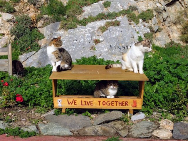 Ο Μανώλης Βορρίσης κάνει τις γάτες του Αιγαίου να ρίχνουν χαρούμενα νιαουρητά