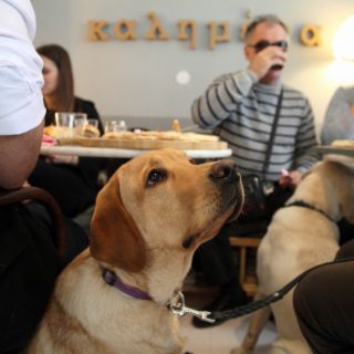 Οι σκύλοι-οδηγοί μπορούν ν' αλλάξουν τη ζωή των ανθρώπων με προβλήματα στην όραση