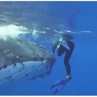 Απίστευτο βίντεο δείχνει φάλαινα να προστατεύει δύτρια από επίθεση καρχαρία [ΒΙΝΤΕΟ]