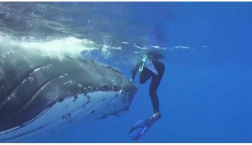 Απίστευτο βίντεο δείχνει φάλαινα να προστατεύει δύτρια από επίθεση καρχαρία [ΒΙΝΤΕΟ]