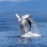 Η πρώτη όρκα που «μιλάει» την ανθρώπινη γλώσσα!