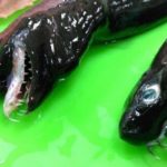 Τι θα κάνατε άμα βλέπατε μπροστά σας αυτά τα χαριτωμένα ψαράκια;