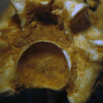 Ελλάδα: Σε ποια περιοχή έπεφτες πάνω σε κόμπρες