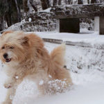 ΗΠΑ: Άνθρωπος δάγκωσε σκύλο και συνελήφθη