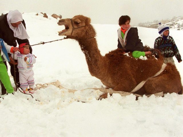 “Camelicious”, το πρώτο βρεφικό γάλα καμήλας βρίσκεται ήδη στα ράφια των σούπερ μάρκετ του Ντουμπάι