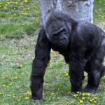 Υπάρχει ένα «σάιτ γνωριμιών» που απευθύνεται σε… γορίλες