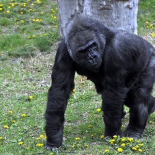 Υπάρχει ένα «σάιτ γνωριμιών» που απευθύνεται σε… γορίλες