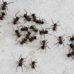 Τα μυρμήγκια περιποιούνται τους τραυματίες στο πεδίο της μάχης