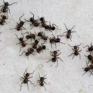 Τα μυρμήγκια περιποιούνται τους τραυματίες στο πεδίο της μάχης