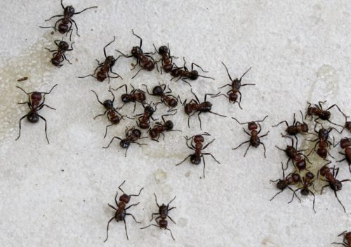 Τα μυρμήγκια περιποιούνται τους τραυματίες στο πεδίο της μάχης