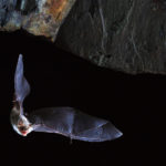 Μήπως το μυστικό της μακροζωίας βρίσκεται στις νυχτερίδες;