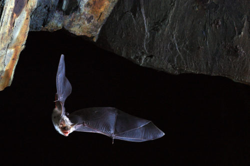 Μήπως το μυστικό της μακροζωίας βρίσκεται στις νυχτερίδες;