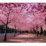 Οι ανθισμένες κερασιές στην Ιαπωνία είναι το ωραιότερο πράγμα που θα δείτε σήμερα [ΕΙΚΟΝΕΣ-ΒΙΝΤΕΟ]