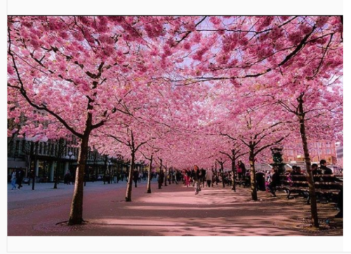 Οι ανθισμένες κερασιές στην Ιαπωνία είναι το ωραιότερο πράγμα που θα δείτε σήμερα [ΕΙΚΟΝΕΣ-ΒΙΝΤΕΟ]
