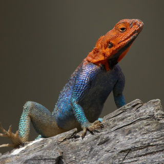 Με σαύρες και χαμαιλέοντες παρακολουθούσαν οι Δυτικοί το πυρηνικό πρόγραμμα του Ιράν