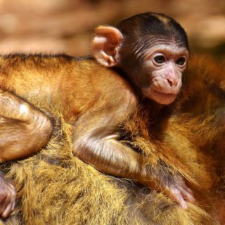 Γερμανία: Δίωξη σε ερευνητές για σκληρά πειράματα που έκαναν σε πιθήκους