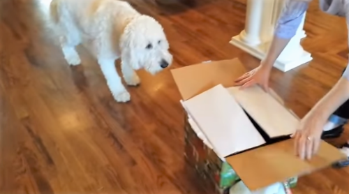 Δε θα πιστέψετε τι είχε μέσα το κουτί που έφεραν σε έναν σκύλο ως δώρο-έκπληξη για τα γενέθλιά του…