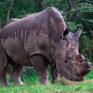 Ο τελευταίος αρσενικός λευκός ρινόκερος πεθαίνει και το είδος του οδεύει προς την εξαφάνιση