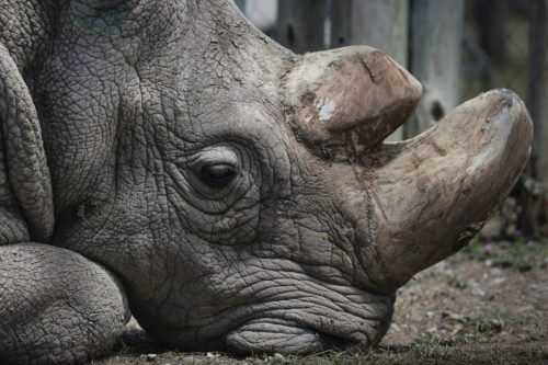 Πέθανε ο τελευταίος αρσενικός λευκός ρινόκερος της Αφρικής