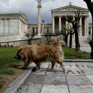 «Το νέο νομοσχέδιο για τα κατοικίδια προωθεί το εμπόριο, τους εκτροφείς και σκοτώνει τον εθελοντισμό»