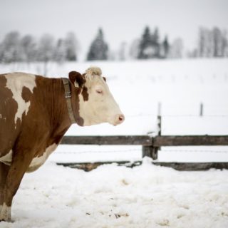 Εκατομμύρια Αμερικάνοι πιστεύουν ότι το σοκολατούχο γάλα προέρχεται από καφέ αγελάδες