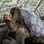 Αυτός ο «χελώνος» έκανε τόσο πολύ σεξ που έσωσε το είδος του από βέβαιη εξαφάνιση