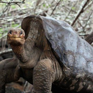 Αυτός ο «χελώνος» έκανε τόσο πολύ σεξ που έσωσε το είδος του από βέβαιη εξαφάνιση