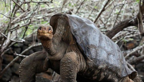 Αυτός ο «χελώνος» έκανε τόσο πολύ σεξ που έσωσε το είδος του από βέβαιη εξαφάνιση
