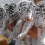 Κίνα: Σκληρός αγώνας για να αυξηθεί ο αριθμός των τίγρεων στα νότια της χώρας