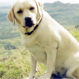 Αποσύρεται από τη διαβούλευση το νομοσχέδιο για τα ζώα συντροφιάς