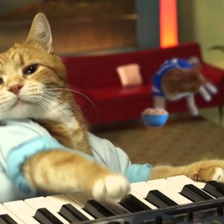 Πέθανε ο Bento, ο γατούλης-θρύλος του Youtube που έπαιζε πλήκτρα έτσι όπως κανείς! [ΒΙΝΤΕΟ]