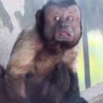 Αυτή η μαϊμού δεν είναι σαν τις άλλες [ΒΙΝΤΕΟ]