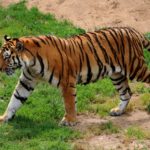 Σκότωσαν σπάνια τίγρη επειδή νόμιζαν ότι ήταν υπερφυσικό ον